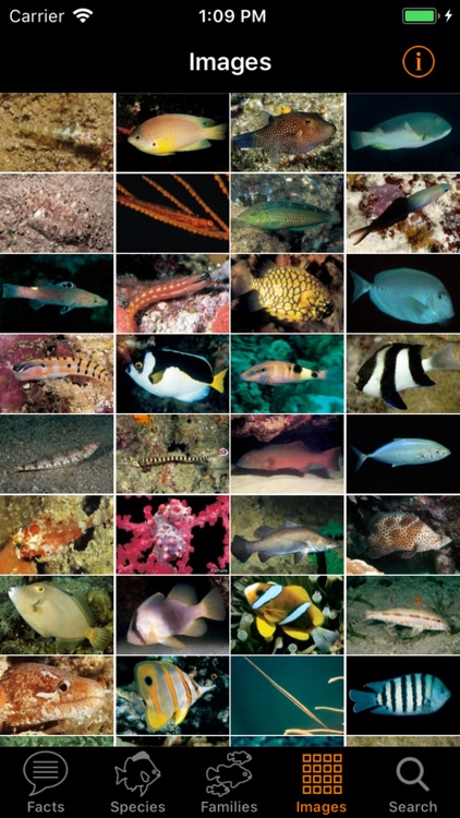 Marine Fish Great Barrier Reef screenshot-4