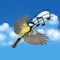 Learn some of the more common birds' song, using 3D sound to make it a fun experience