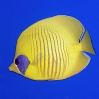 Red Sea Fish ID apk