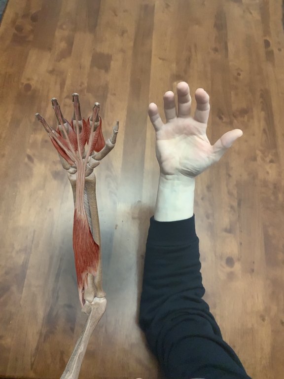 Muscles & Kinésiologie Muscles & Kinésiologie