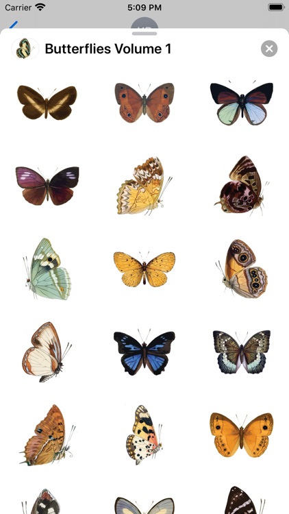 Butterflies Volume 1