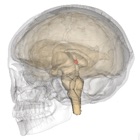 Pineal Gland Hormones Tutor