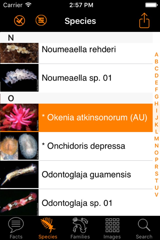 Nudibranch ID Australia NZ screenshot 3
