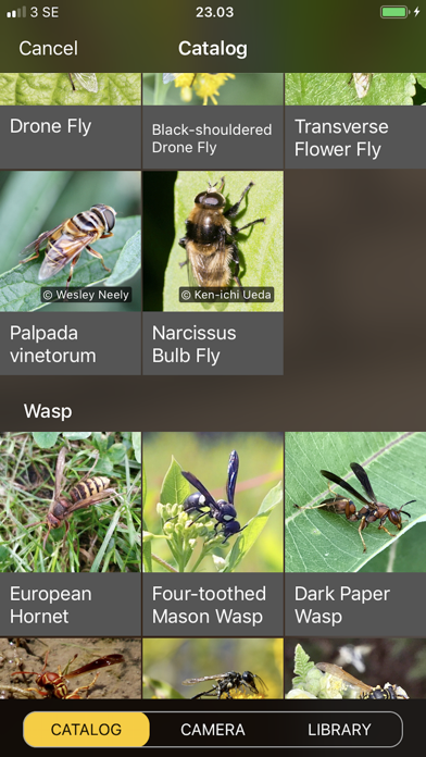 Will it Sting - Insect ID Screenshot 6