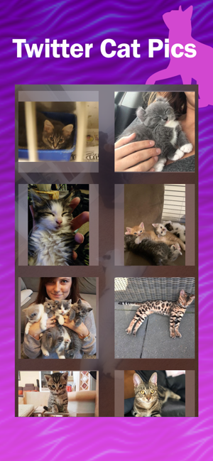 Kitter: Live Cat Pics(圖1)-速報App