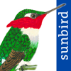 All Birds Colombia field guide - Mullen & Pohland GbR