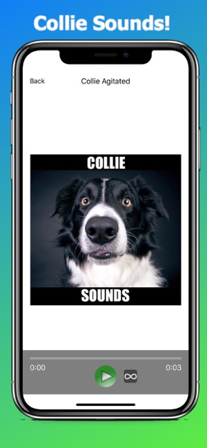 Collie Dog Sounds(圖1)-速報App