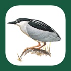 Top 22 Reference Apps Like Benelux Bird Identification - Best Alternatives