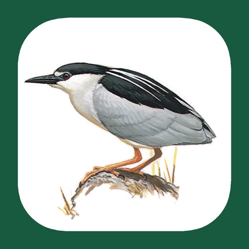 Benelux Bird Identification