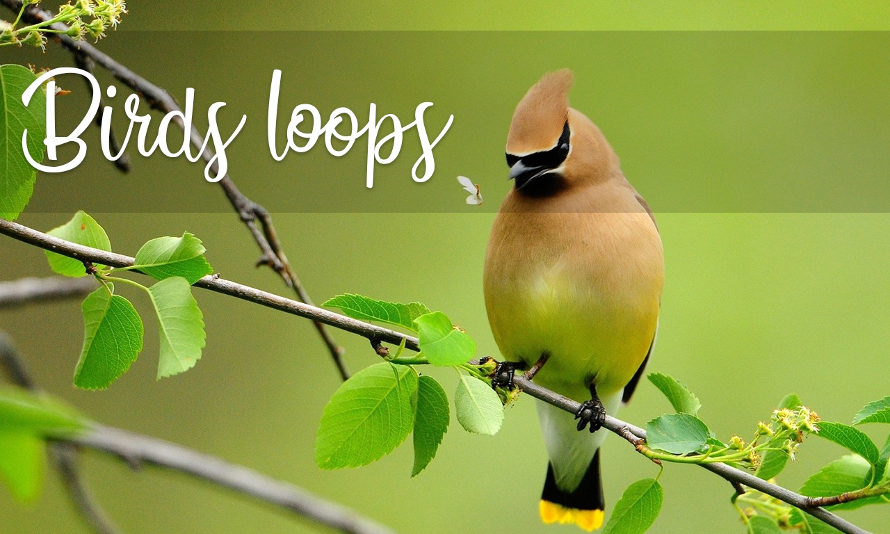 Birds Loops