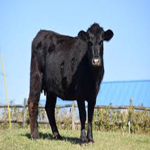 國內肉種牛飼養管理系統