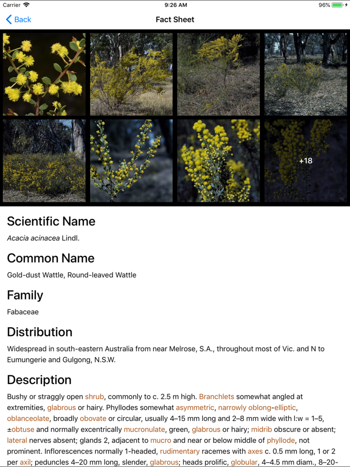 Wattle - Acacias of Australia