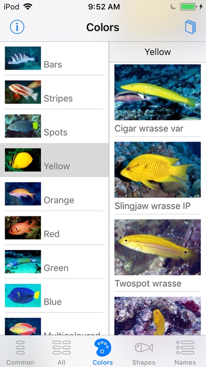 Red Sea Fish ID screenshot-3