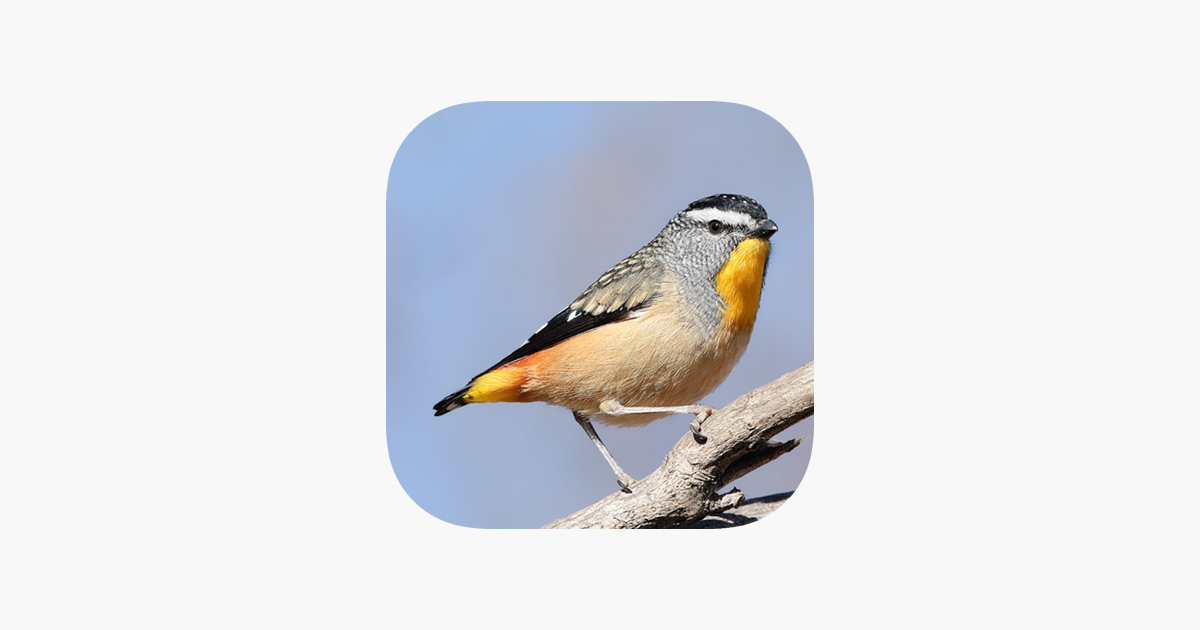 Is There An App To Identify Australian Bird Calls