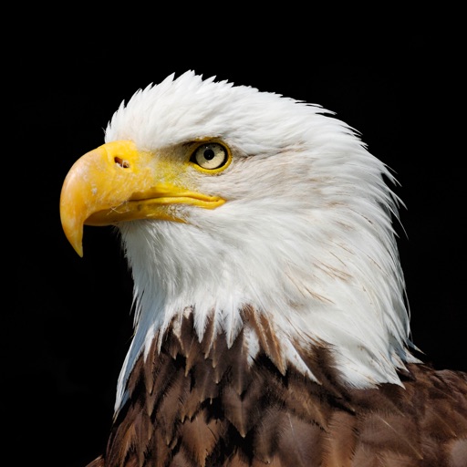 eagleday icon