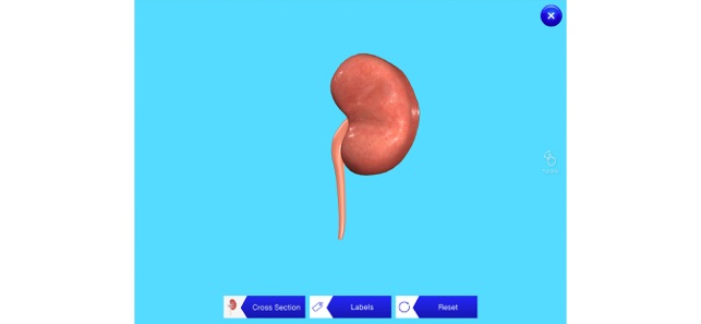 Kidney AR(圖1)-速報App