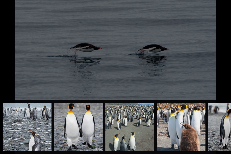 Album Antarctic screenshot 3