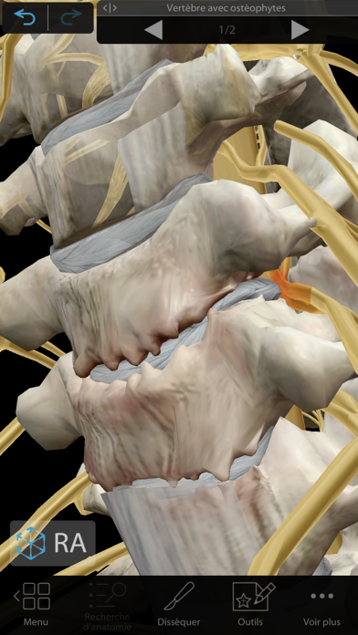 Muscles & Kinésiologie Muscles & Kinésiologie