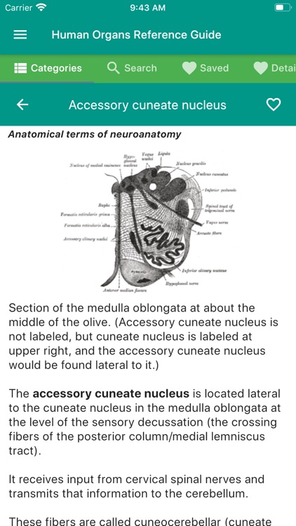 Human Organs Anatomy Reference screenshot-3