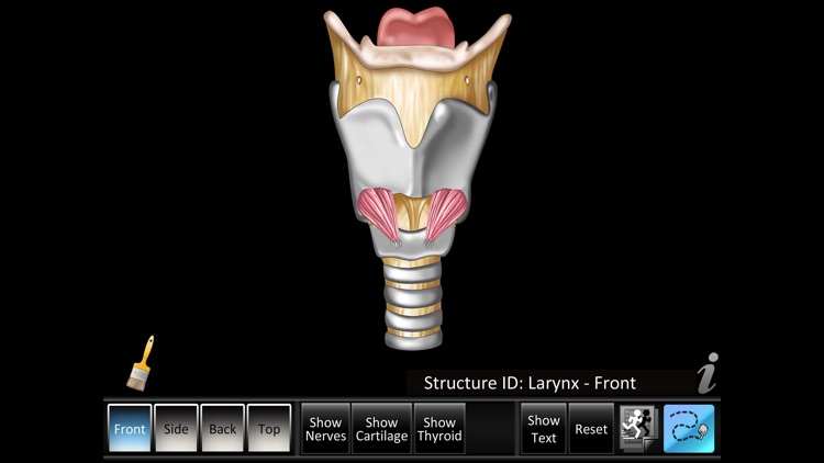 Larynx ID