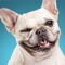 Icon Dog Breed Training: Pet Trivia