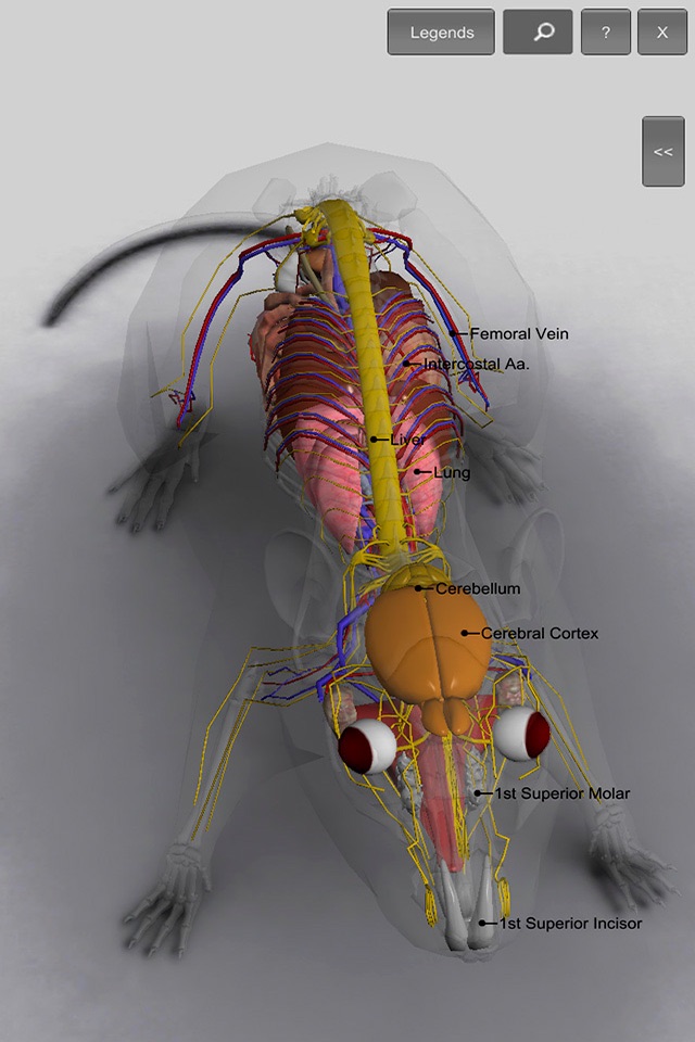 3D Rat Anatomy screenshot 3