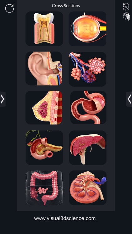 My Organs Anatomy