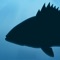 Fish Rules is a new and innovative way to understand recreational saltwater fishing regulations for state and federal waters from Maine to Texas