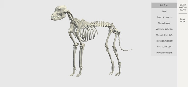 Dog Skeleton 3D Atlas