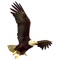 The Blue Mountain Eagle is available 24/7 everywhere you are