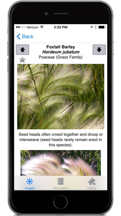 Montana Grasses screenshot-4