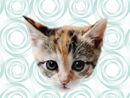 Cute Kitten - Stickers