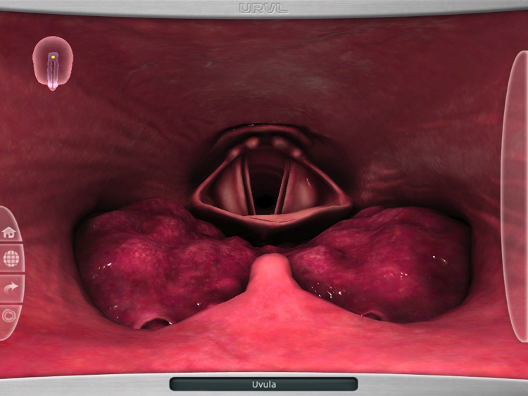 Upper Respiratory Virtual Lab