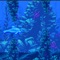 Plunge into this great 2d retro world of blue sea & underwater, and help our little dolphin to survive as long as possible while avoiding collision with the rocks and defeat the highest score on the leaderboard