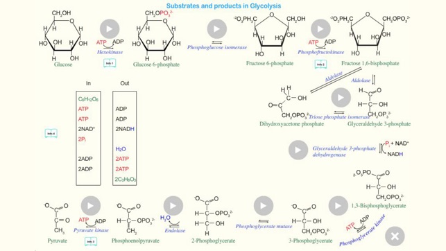 Glycolysis(圖2)-速報App