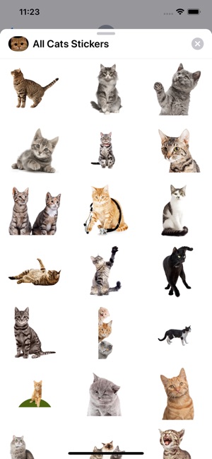 All Cats Stickers