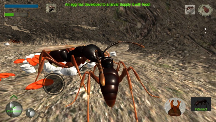 Ant Simulation Full