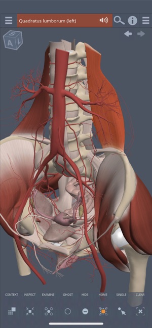 Female Pelvis: 3D Real-time