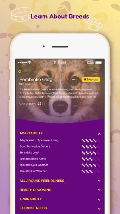 DreamDog: Find Your Dream Dog!