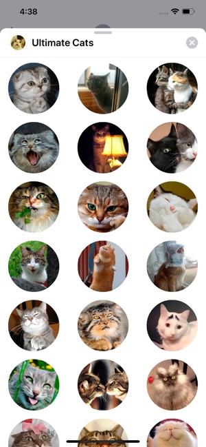 Ultimate Cats Sticker Pack(圖3)-速報App