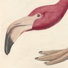 Audubon Artworks Stickers
