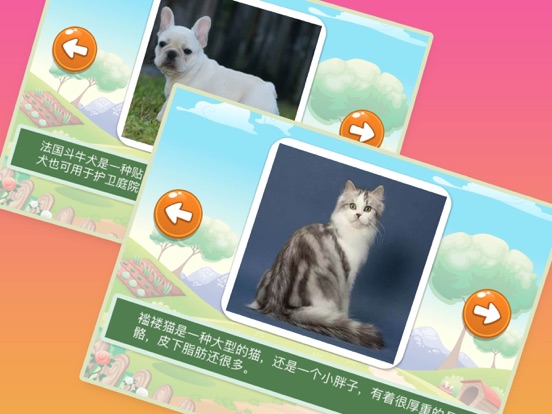 浣熊博士认知课堂 - 认识世界名猫和名犬的中文简体版APPのおすすめ画像3