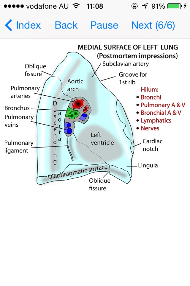 Anatomy Thorax and Abdomen screenshot 2