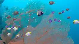 Game screenshot Fishies apk