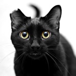 Realistic Cat Sounds