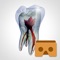 Tooth Viewer is a companion app for 3D Tooth Atlas by eHuman