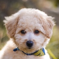 Photos chiens mignons pour PC