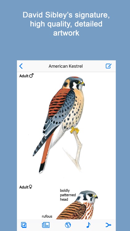 Sibley Birds 2nd Edition