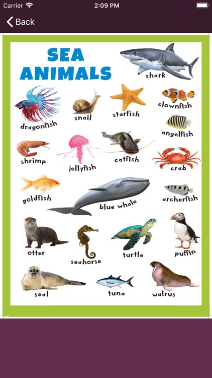 See animals vocabulary screenshot-3