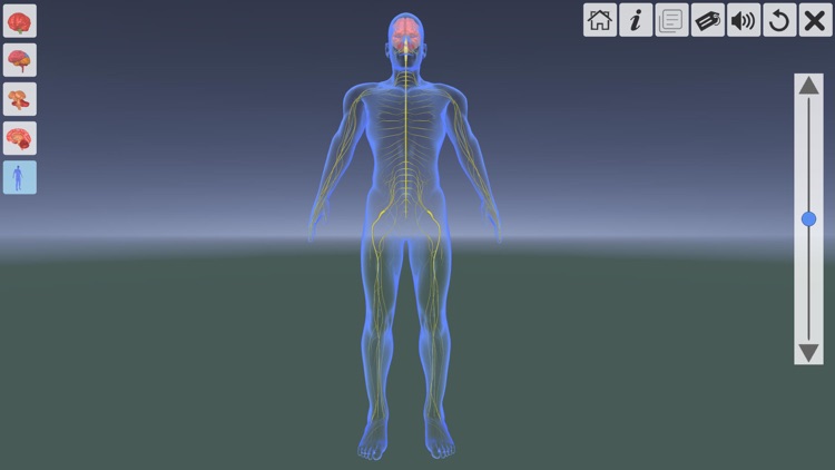 AR Human brain screenshot-6